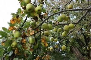 Pears on Grandma's Tree
